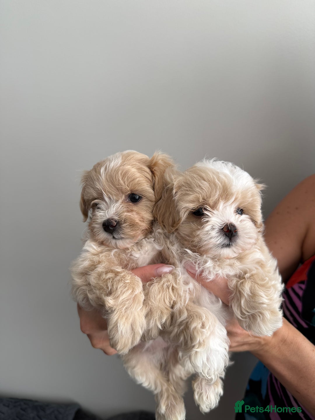 Maltipoo dogs for sale: F1 litter of 5 Maltipoo girls  - Image 5