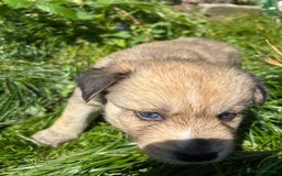 Pomsky dogs for sale: Adorable Blue Eyed 🐾 Long Eared Pomskies  - Image 9
