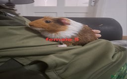Guinea Pig rodents for sale: 13 guinea pigs mixed breed - Advert 21