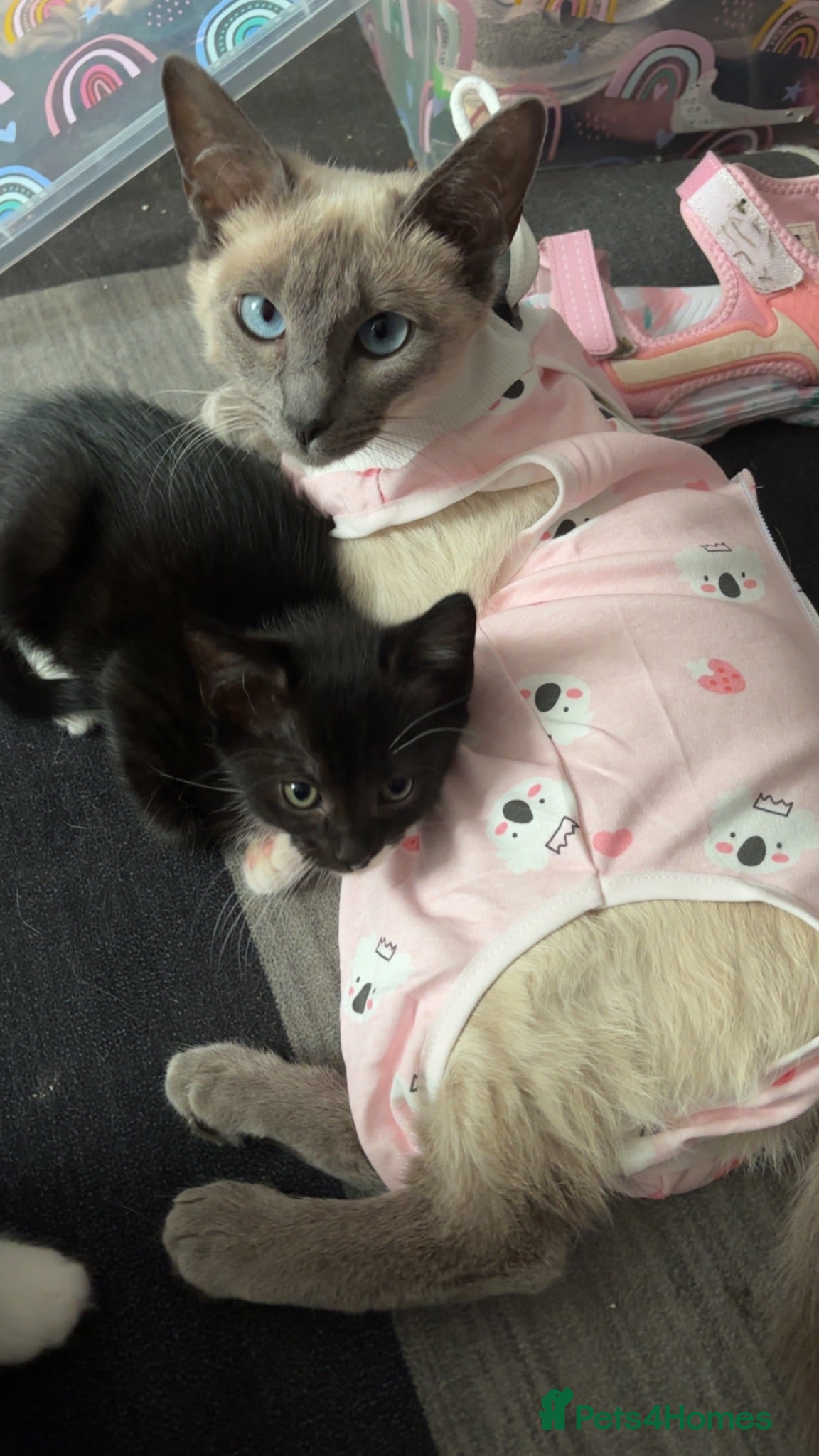 Mixed Breed cats Ragamese cross kittens  - Advert 7