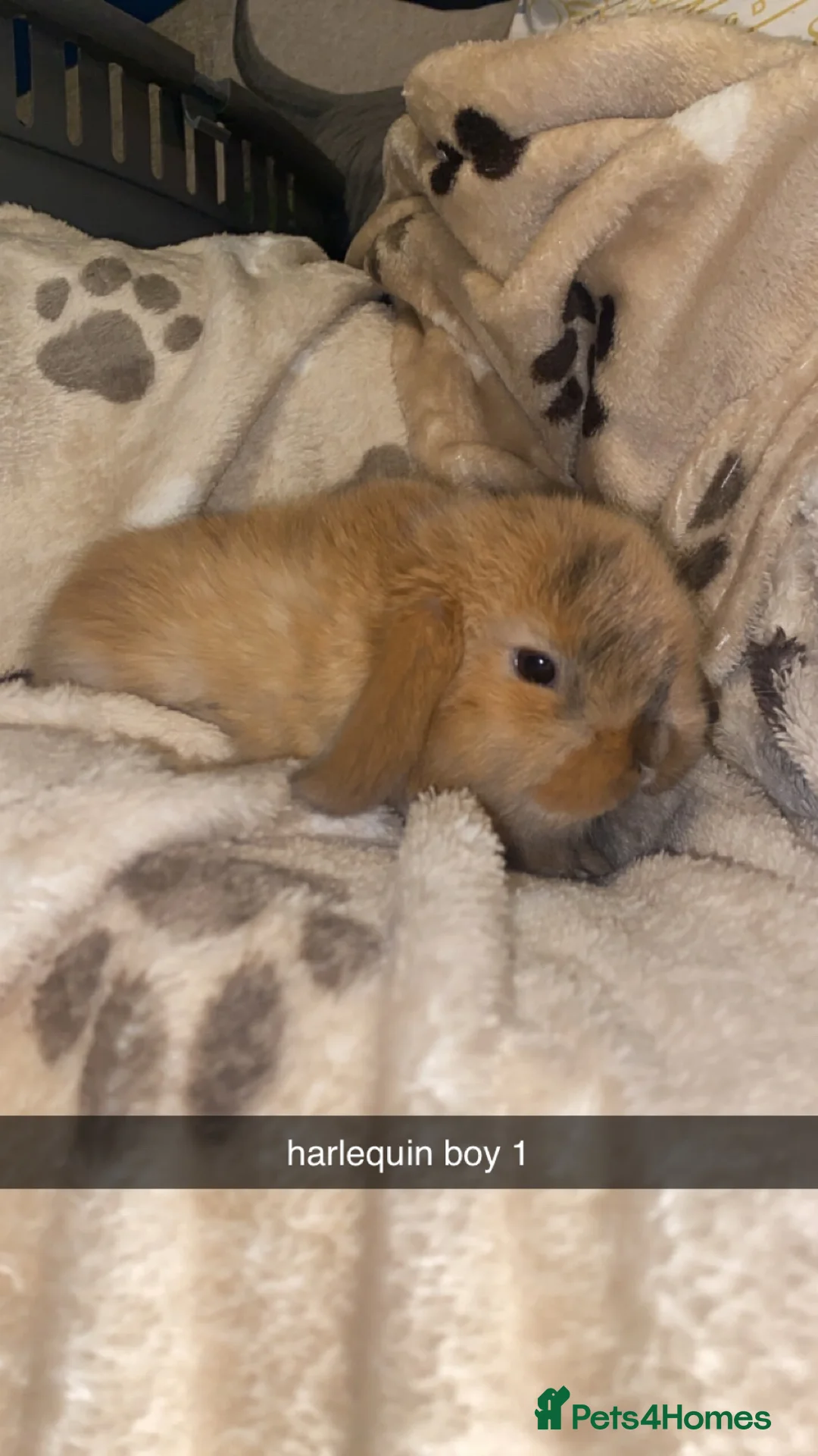 Mini Lop rabbits for sale: Mini Lop Babies Ready To Reserve  - Advert 1