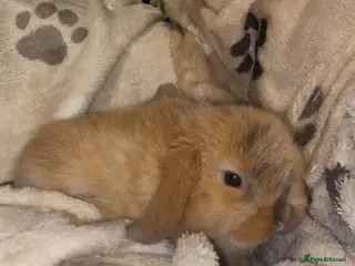 Mini Lop rabbits Mini Lop Babies Ready To Reserve - Advert 3