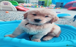 Golden Retriever dogs for sale: * 8 puppies left * - Advert 6