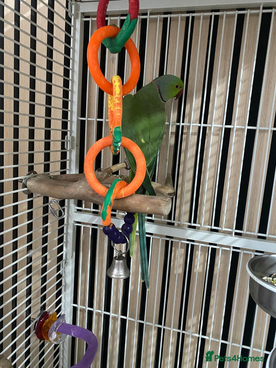 Ringnecks birds for sale: Male Indian ringneck - Advert 3