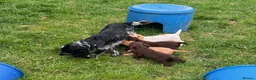 Cocker Spaniel dogs for sale: Working Cocker Pups - Advert 2