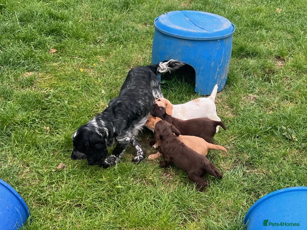 Cocker Spaniel dogs for sale: Working Cocker Pups - Advert 2