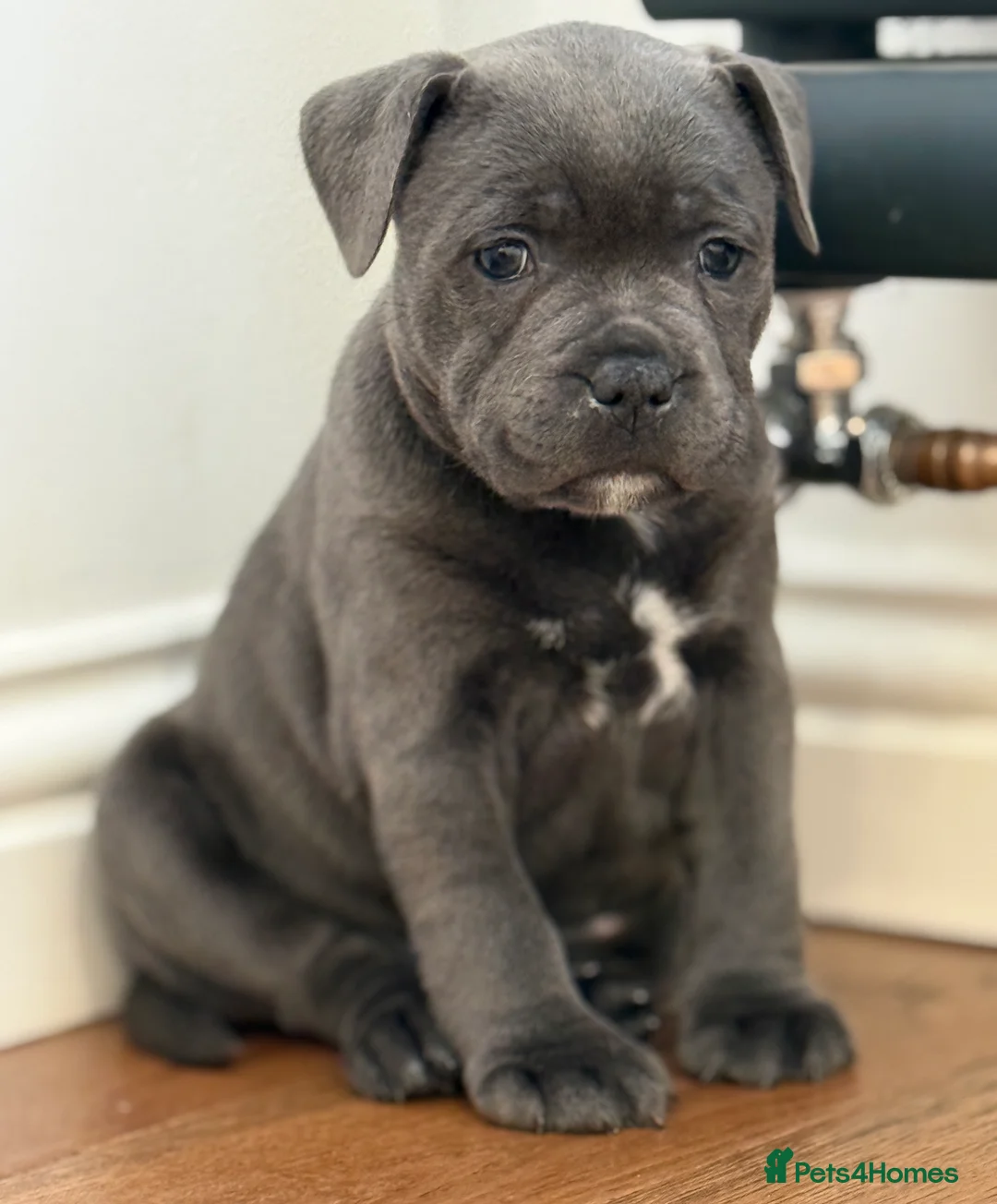 Staffordshire Bull Terrier dogs for sale: ❗️Adorable Staffy Puppies for Sale❗️ - Advert 12