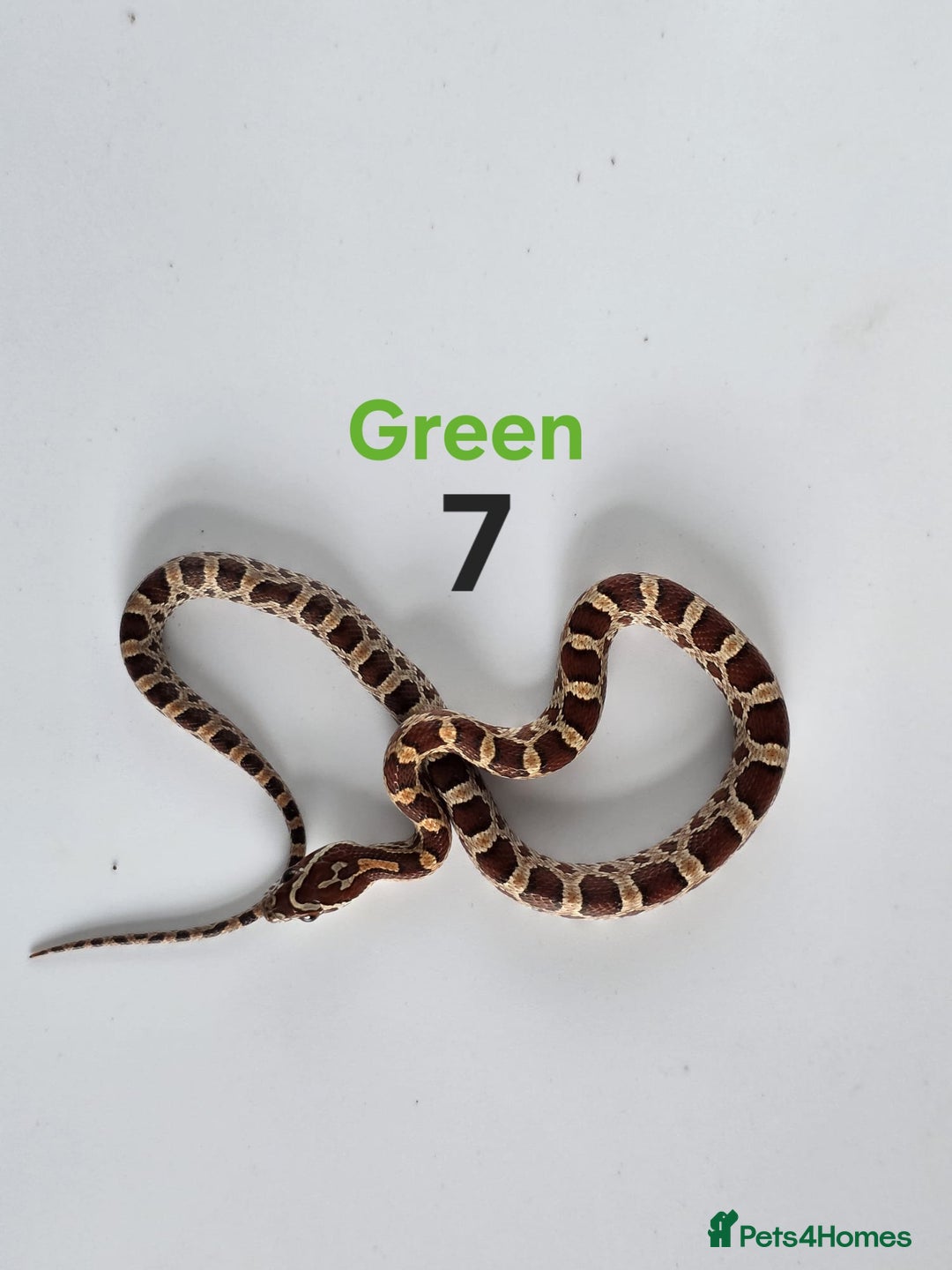 Corn Snake reptiles for sale: Baby Cornsnakes  - Advert 11