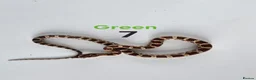 Corn Snake reptiles for sale: Baby Cornsnakes  - Advert 10