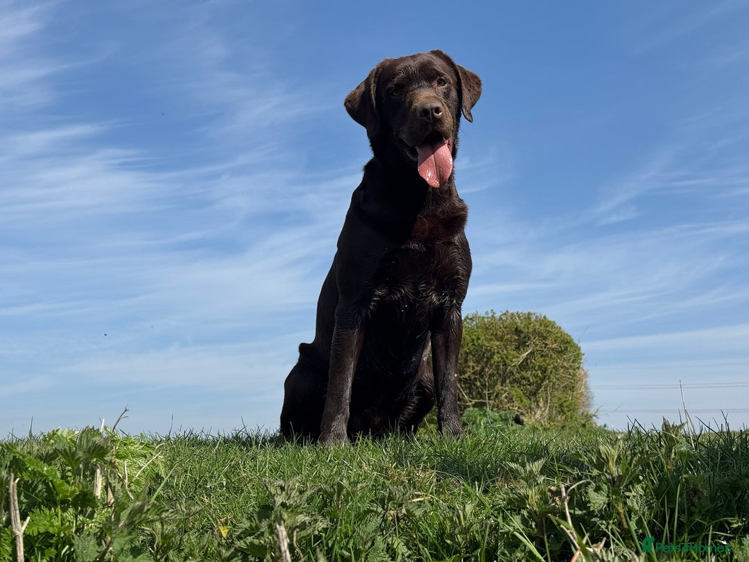 Labrador Retriever dogs for stud: Proven KC Reg Labrador health tested stud in Olney - Image 23