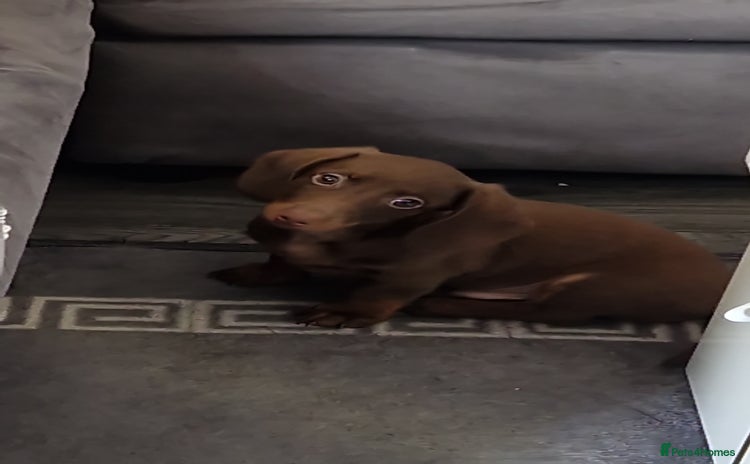 Miniature Dachshund dogs - Advert 10