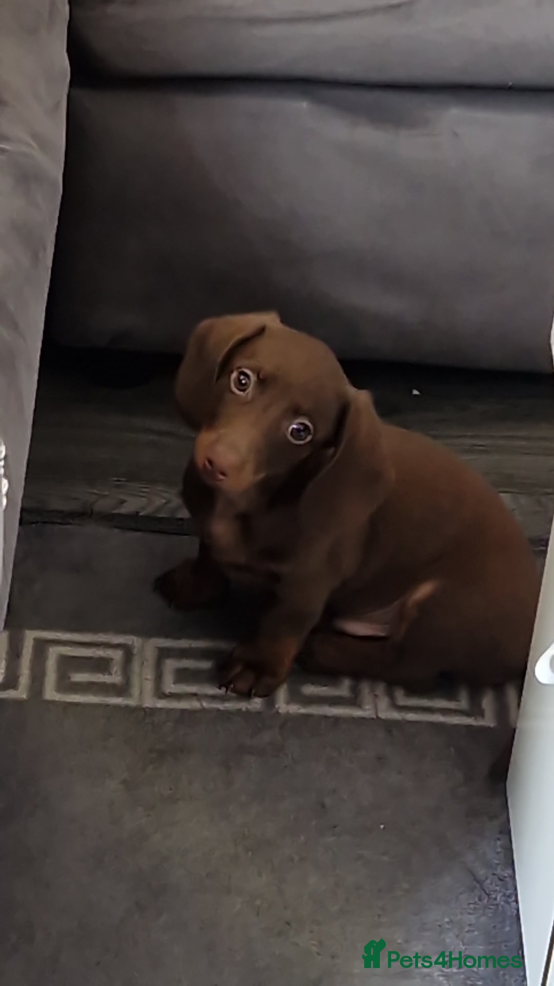Miniature Dachshund dogs for sale: Miniature dachshund  - Image 1