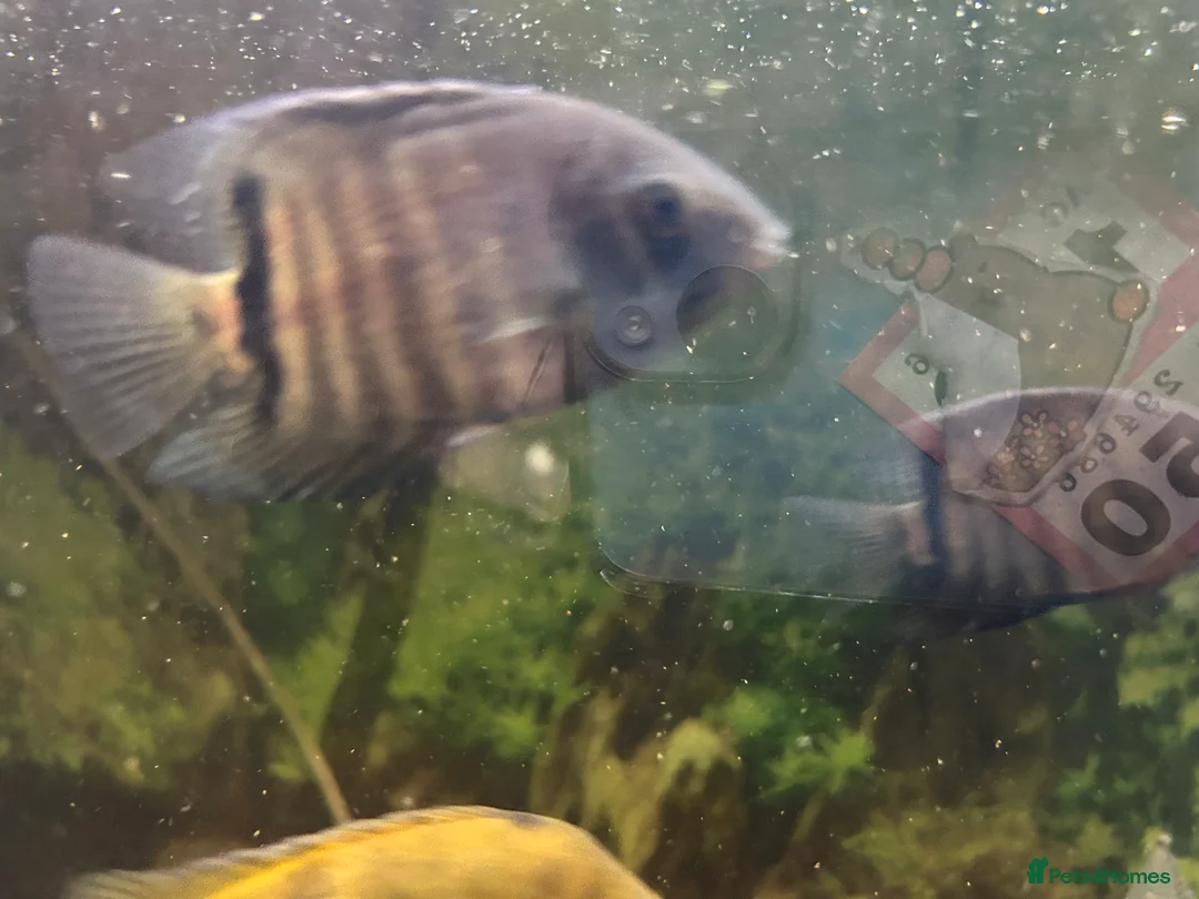 Cichlids fish for sale: Green Severums  - Advert 1