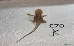 Bearded Dragon reptiles for sale: Various Baby Bearded Dragons For Sale - Advert 22