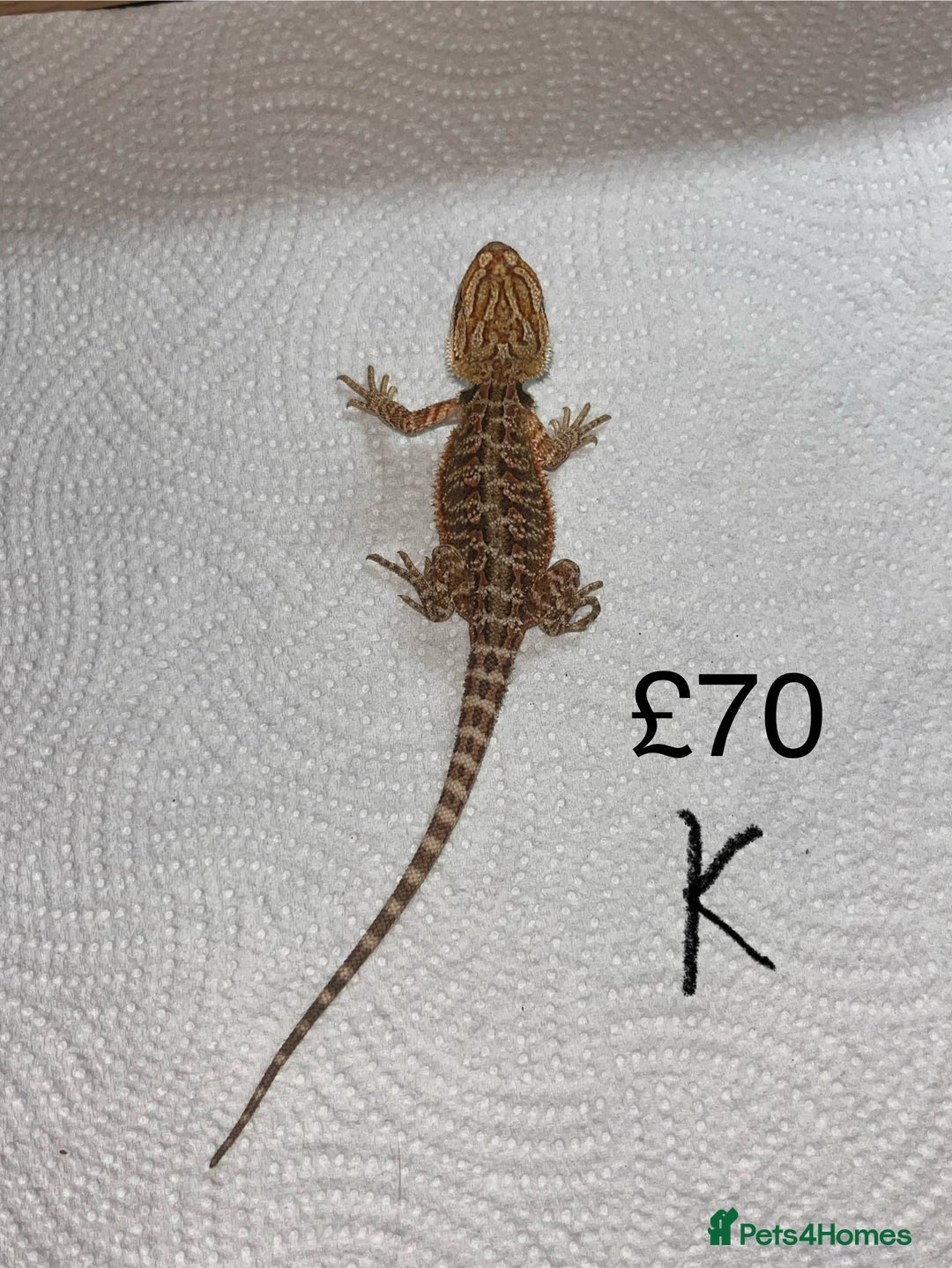 Bearded Dragon reptiles for sale: Various Baby Bearded Dragons For Sale - Advert 22