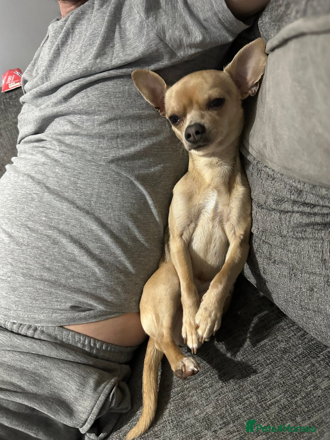Chihuahua dogs for sale: 3 year old chihuahua  - Image 4