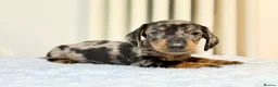 Miniature Dachshund dogs for sale: MINI DACHSHUND PUPPIES  - Advert 9