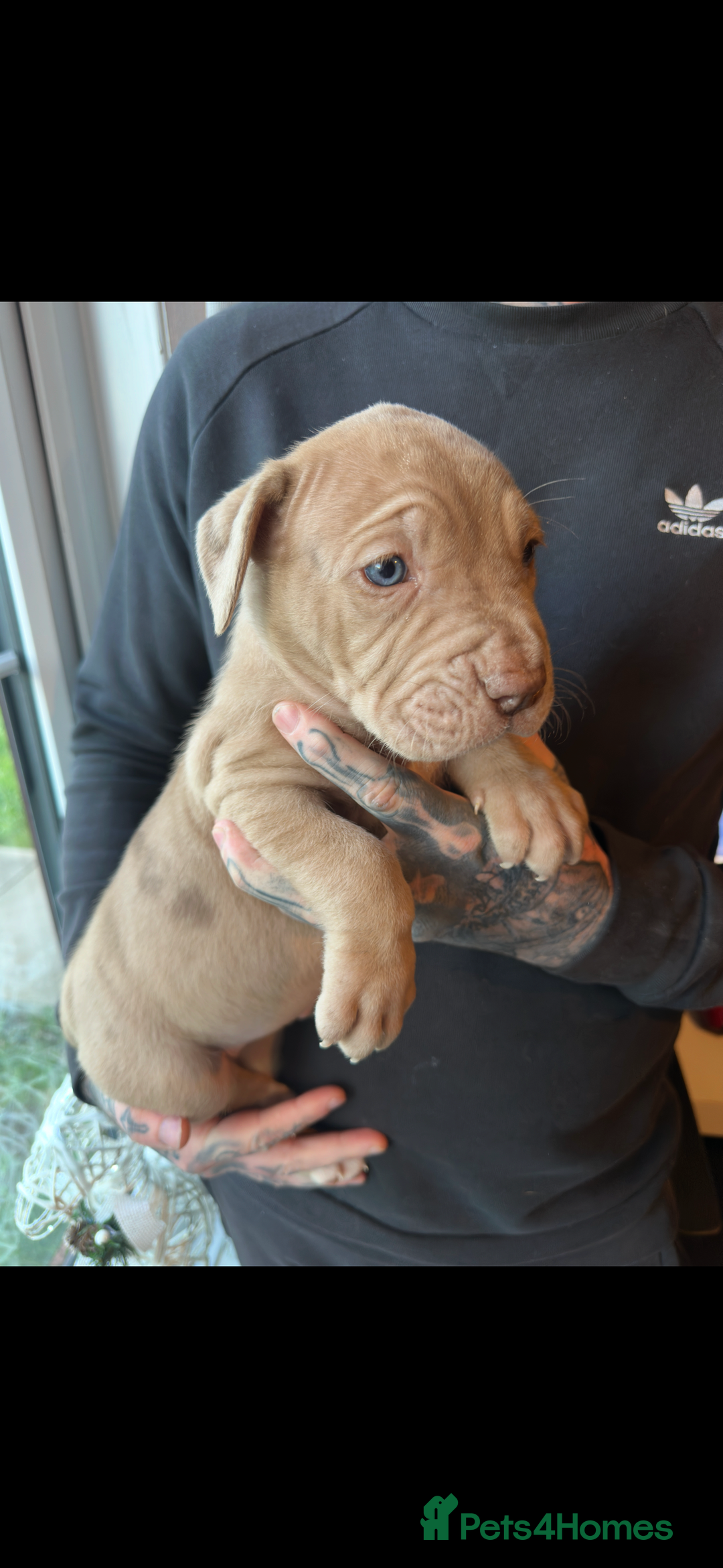 Mixed Breed dogs for sale: Presa X Neo puppies - Advert 8