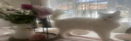 Mixed Breed cats for sale:  Beautiful Kittens Looking for a Forever Homes 🐾 - Advert 2