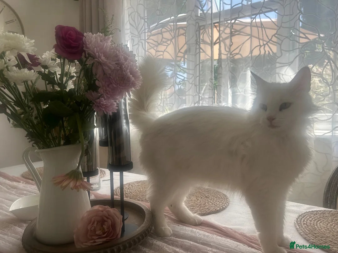 Mixed Breed cats for sale:  Beautiful Kittens Looking for a Forever Homes 🐾 - Advert 2