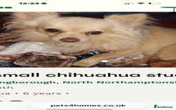Chihuahua dogs for sale: Gorgeous tiny long coated chihuahua puppies  - Image 16