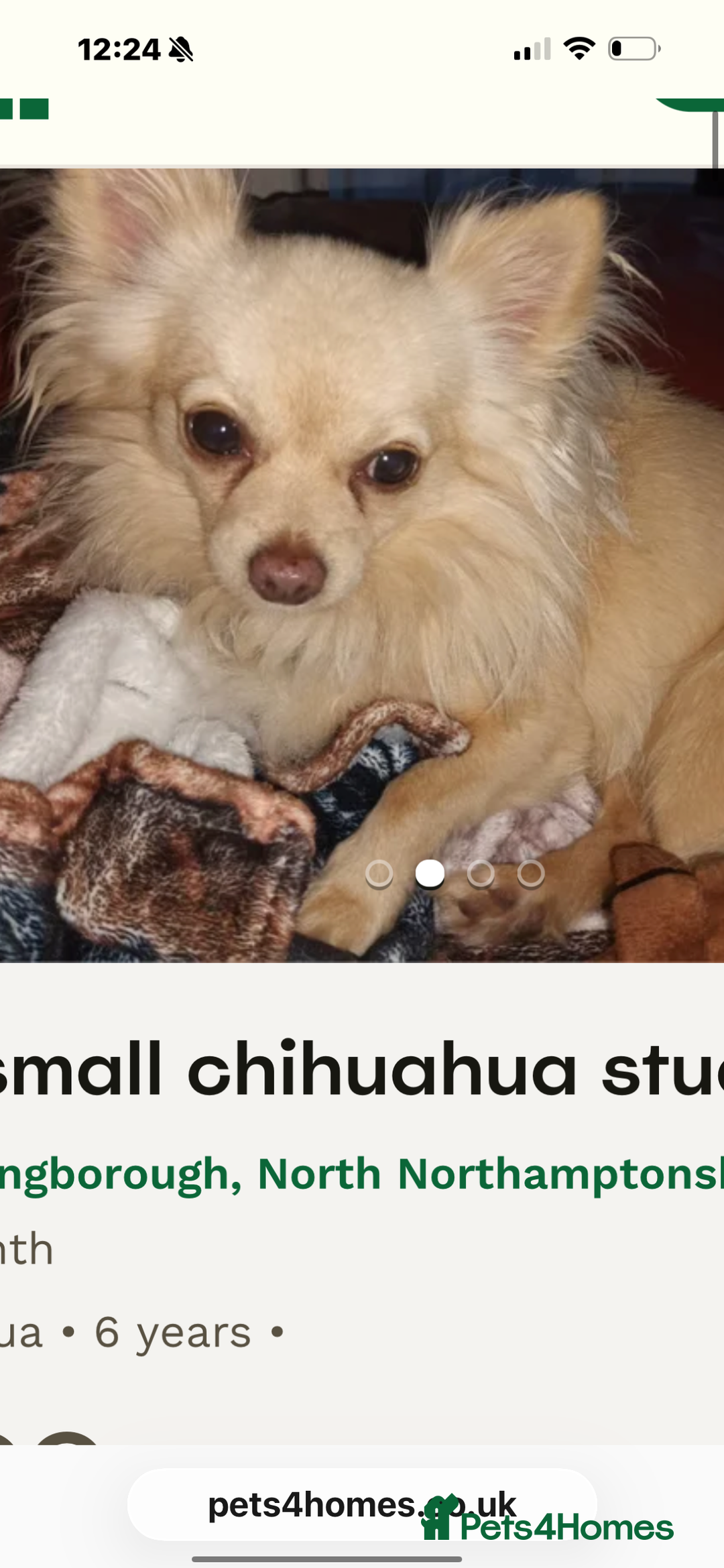 Chihuahua dogs for sale: Gorgeous tiny long coated chihuahua puppies  - Image 16