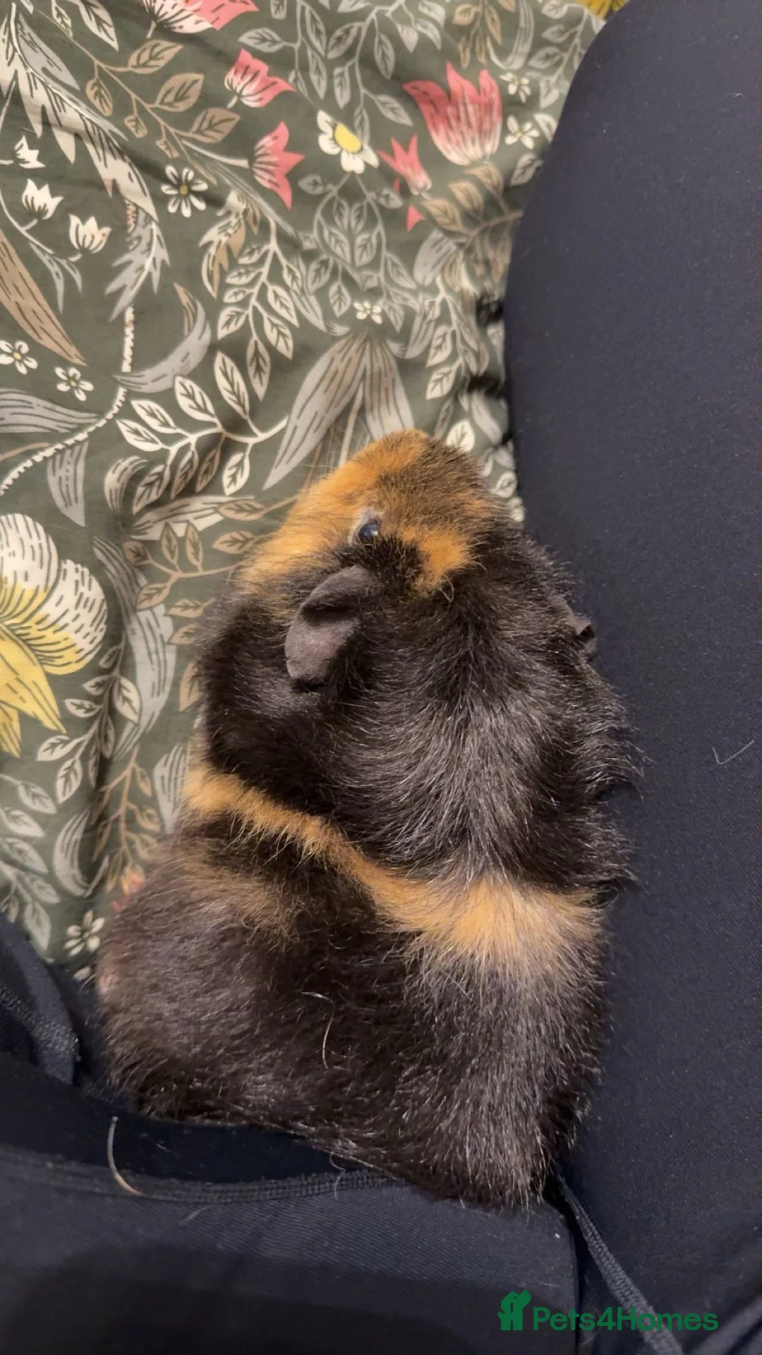 Guinea Pig rodents for sale: two 9month beautiful boys for sale - Advert 4