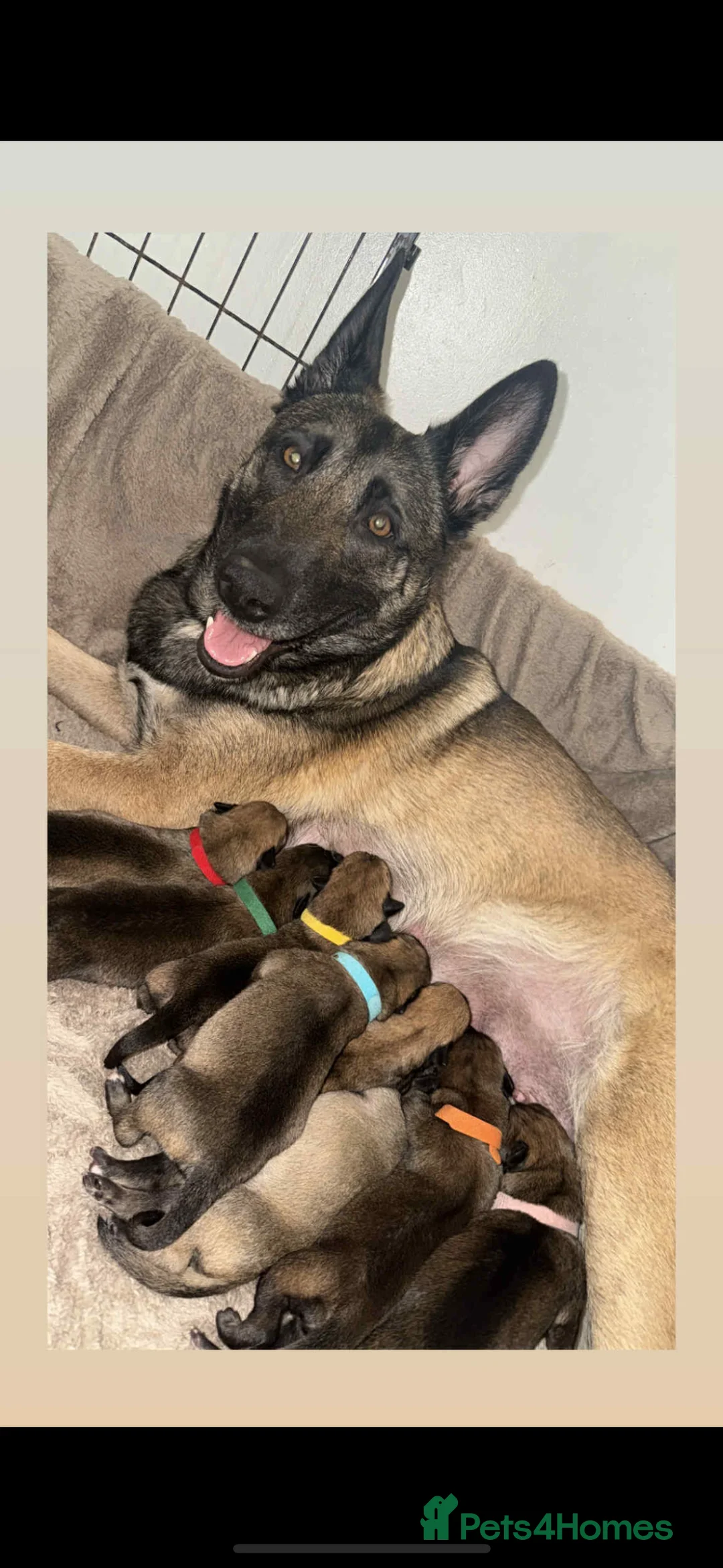 Belgian Shepherd Dog dogs for sale: Belgian malinois puppys. - Advert 4