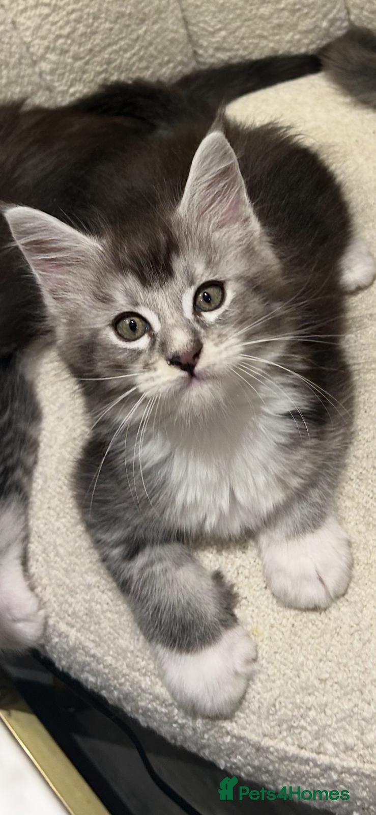 Maine Coon cats Maine coon stunning silver/blue shaded  - Advert 4