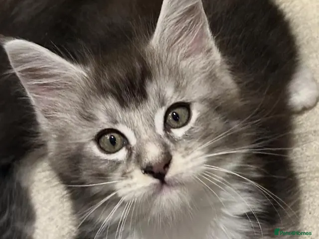 Maine Coon cats Maine coon stunning silver/blue shaded - Advert 15