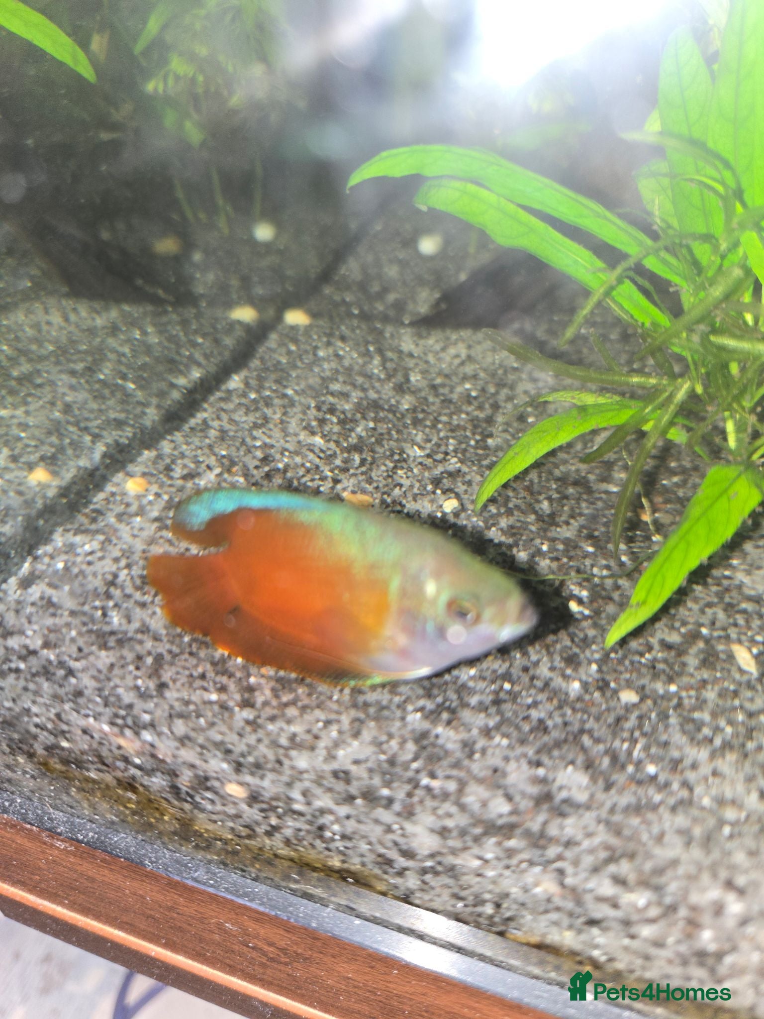 Live Bearers fish Tropical community fish - Advert 10
