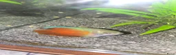 Live Bearers fish for sale: Tropical community fish - Advert 1