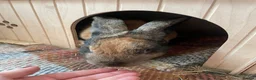Mixed Breed rabbits for sale: Gorgeous male rabbit in Upminster - Advert 4