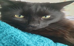 British Longhair cats for sale: Beautiful Male Neutered Black House Cat - Image 3
