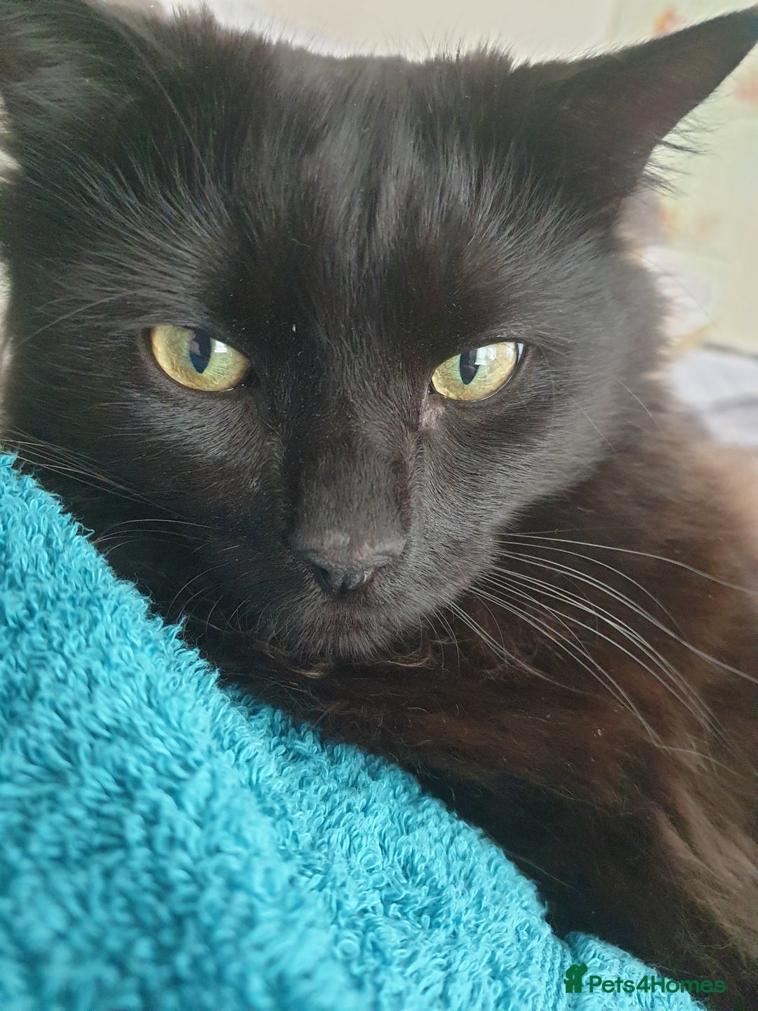 British Longhair cats for sale: Beautiful Male Neutered Black House Cat - Image 3