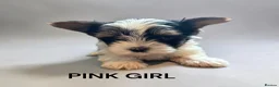 Biewer Terrier dogs for sale: biewer terriers  - Advert 7