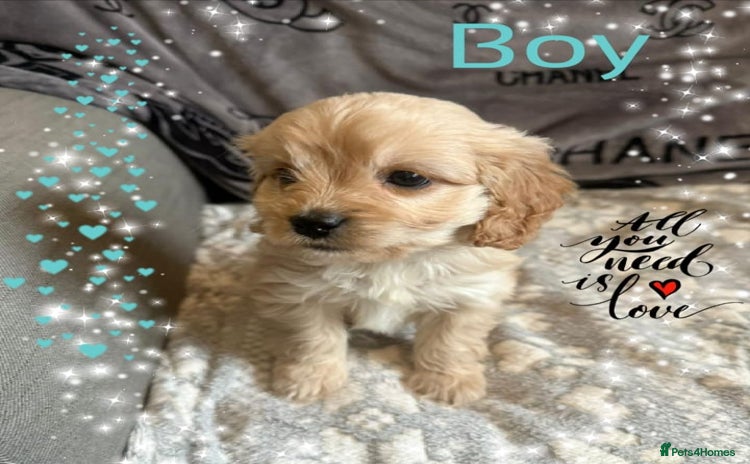 Cavapoo dogs - Advert 12