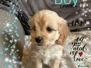 Cavapoo dogs - Advert 14
