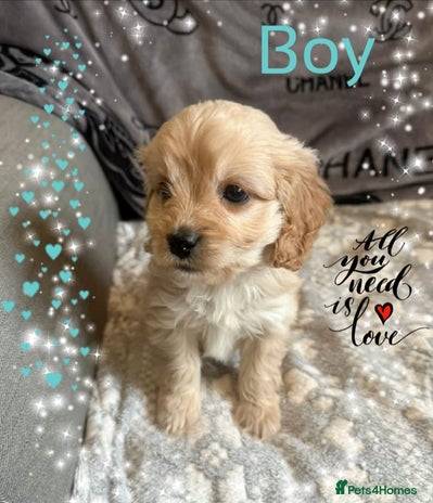 Cavapoo dogs - Advert 7