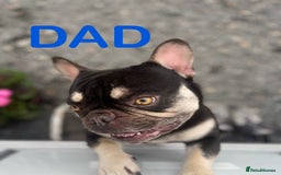 French Bulldog dogs for sale: 🐶🥰FRENCHIE PUPS FOR SALE😍🐶 - Image 6