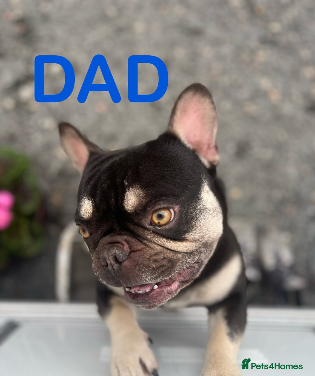 French Bulldog dogs for sale: 🐶🥰FRENCHIE PUPS FOR SALE😍🐶 - Image 6
