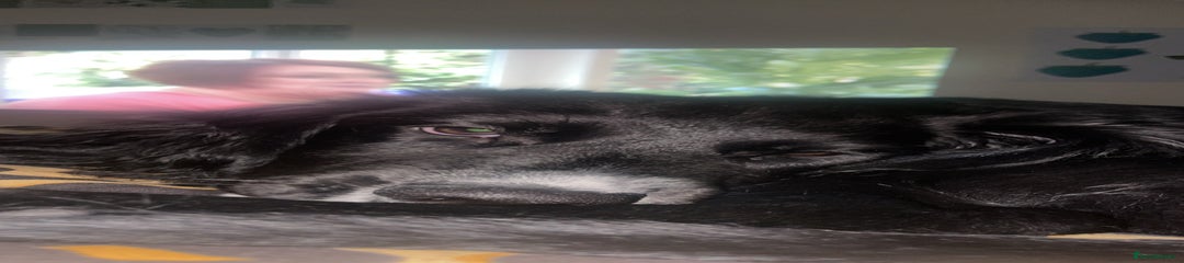 Coal
