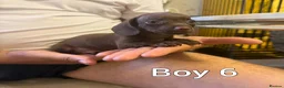 Miniature Dachshund dogs for sale: Miniature Dachshund - Advert 5