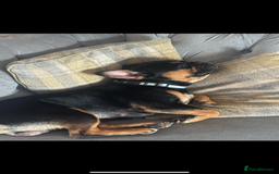 French Bulldog dogs for sale: French bulldog (bear) - Image 5