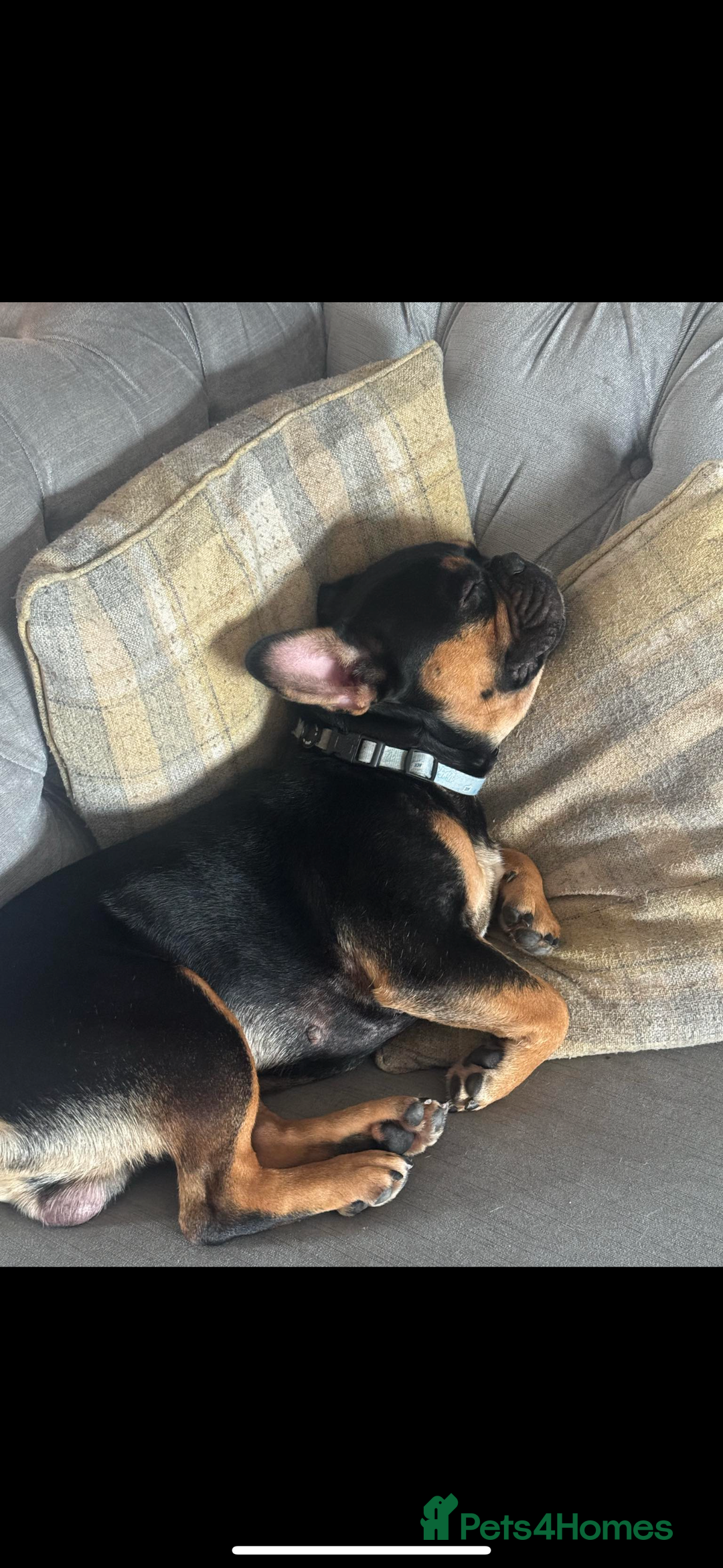 French Bulldog dogs for sale: French bulldog (bear) - Image 5