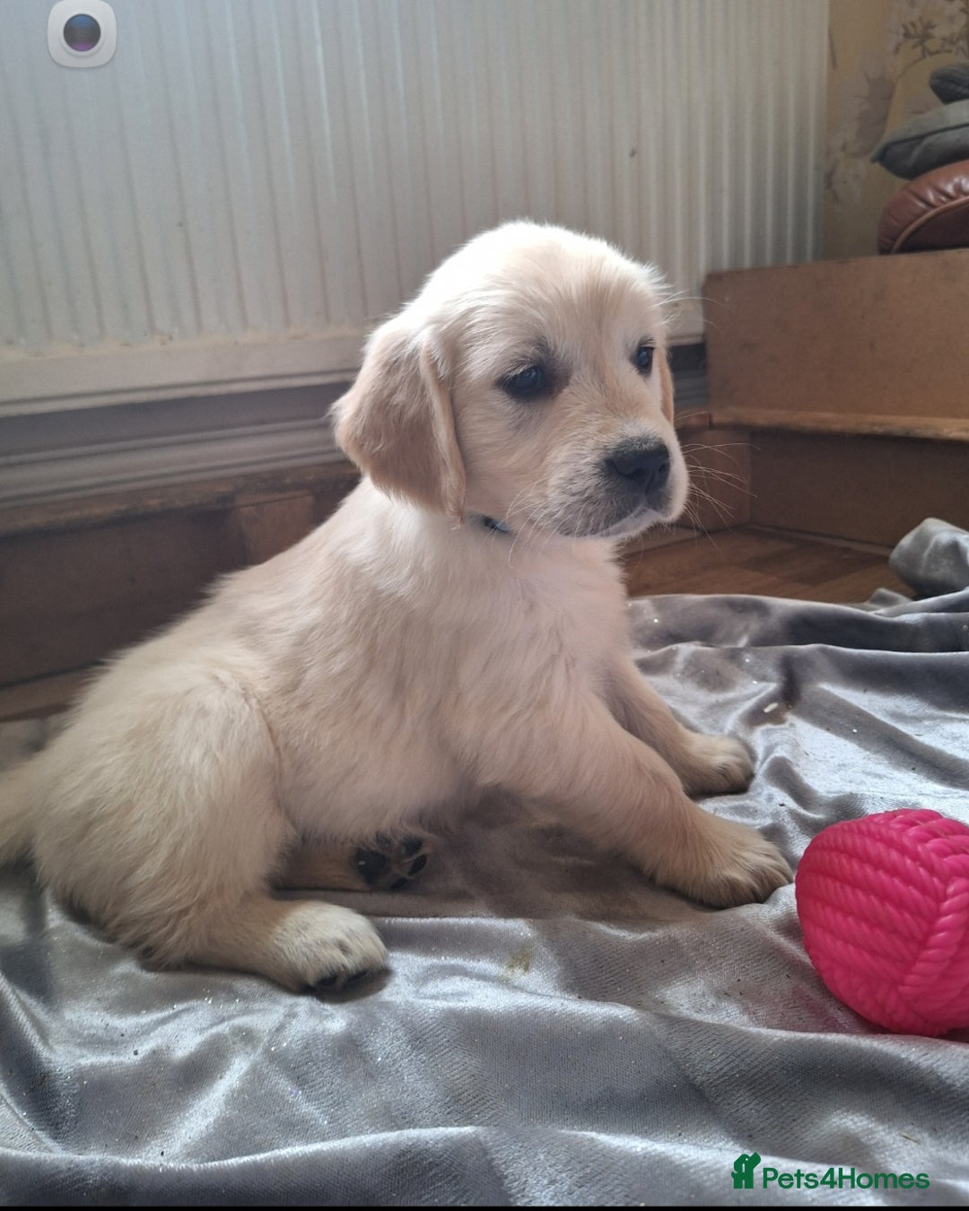 Golden Retriever dogs for sale: ⭐️⭐️Beautiful White Golden Retriever Pups ⭐️⭐️ - Advert 8