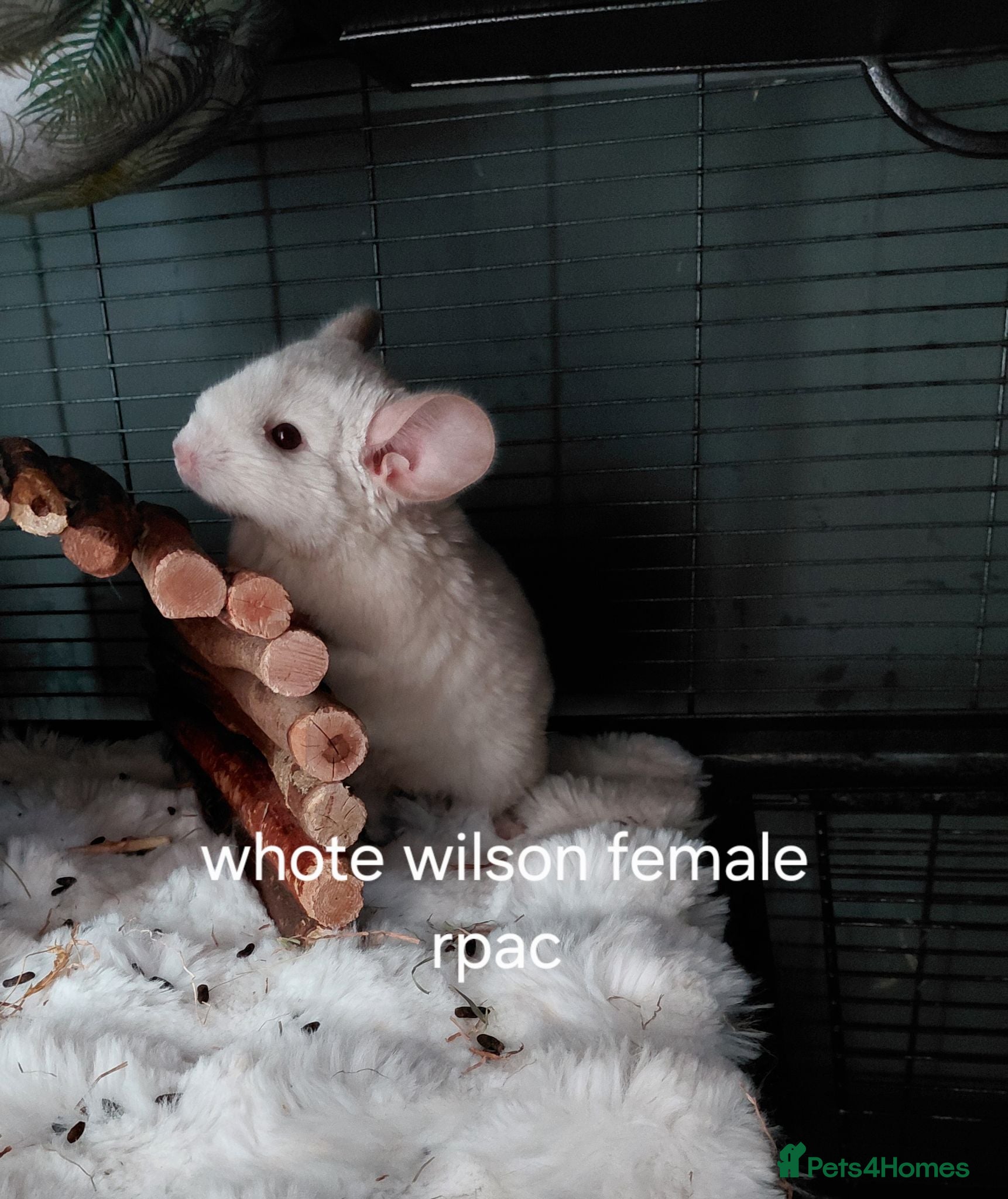 Chinchilla rodents Various chins for sale  - Advert 1