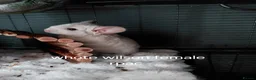 Chinchilla rodents for sale: Various chins for sale  - Advert 1