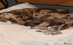 Miniature Dachshund dogs for sale: Miniature Dachshund Puppies - Image 1