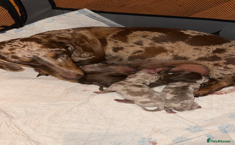 Miniature Dachshund dogs - Advert 1